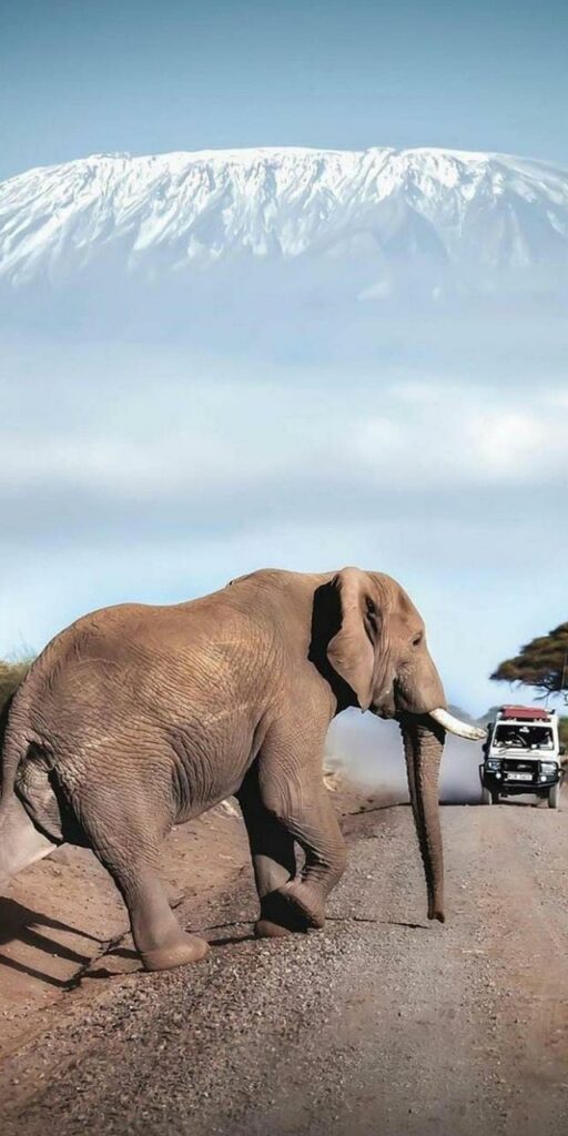 kenya safari tours, kenya tours, kenya safari packages, kenya safari holidays